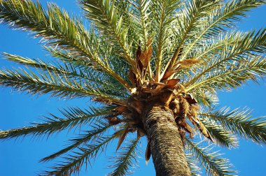 Palmiye ağacı dalları ve yaprakları Bay Cadiz, Andalusia'nun başşehri ile. İspanya. Europe