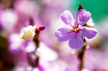 Park bahçesinde baharda parlak renkli çiçekler ile dalları