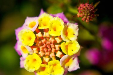 Park bahçesinde baharda parlak renkli çiçekler ile dalları