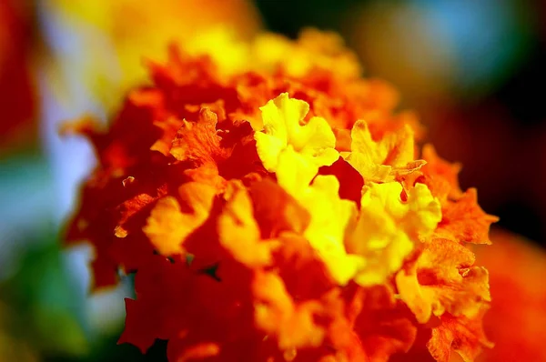 Branches Brightly Colored Flowers Spring Park Garden — Stock Photo, Image