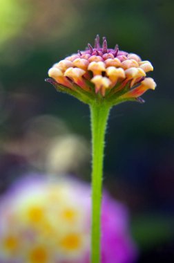 Park bahçesinde baharda parlak renkli çiçekler ile dalları