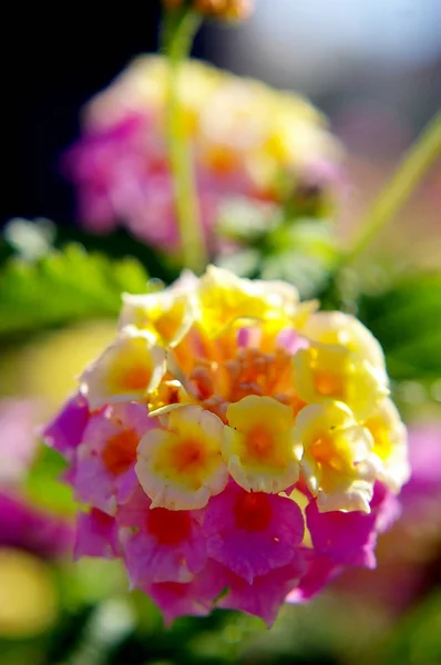 Branches Avec Des Fleurs Aux Couleurs Vives Printemps Dans Jardin — Photo