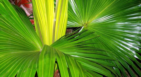 Palmboom Met Takken Bladeren Baai Van Hoofdstad Van Cadiz Andalusië — Stockfoto