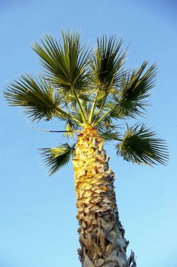 Parkın bahçesinde palmiye ağaçları