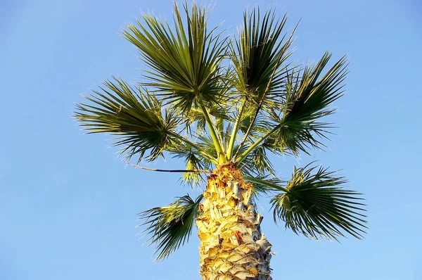 Palmen Parkgarten — Stockfoto