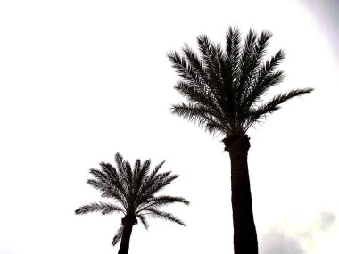 Parkın bahçesinde palmiye ağaçları