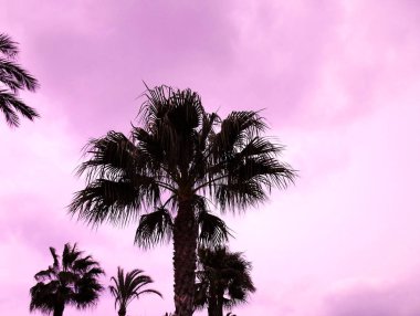 Parkın bahçesinde palmiye ağaçları