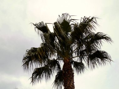 Parkın bahçesinde palmiye ağaçları