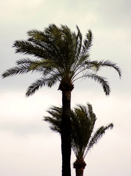 Palmy Ogrodzie Parku — Zdjęcie stockowe