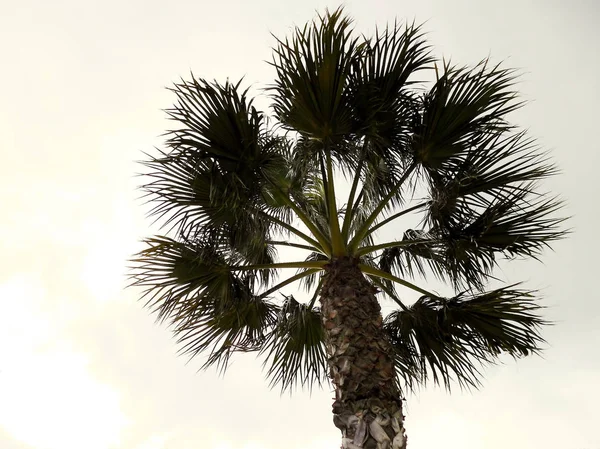 Palmeras Jardín Del Parque — Foto de Stock