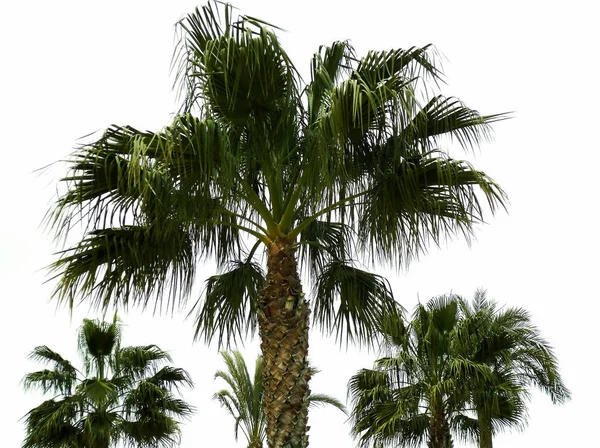 Palme Nel Giardino Del Parco — Foto Stock