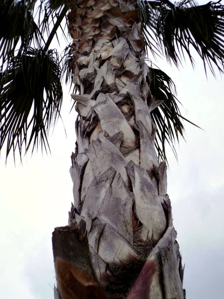 Palmeras Jardín Del Parque — Foto de Stock