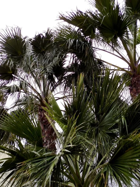 palm trees in the park garden