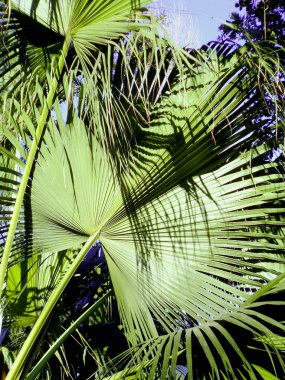 Palmiye ağacı dalları ve yaprakları Bay Cadiz, Andalusia'nun başşehri ile. İspanya. Europe