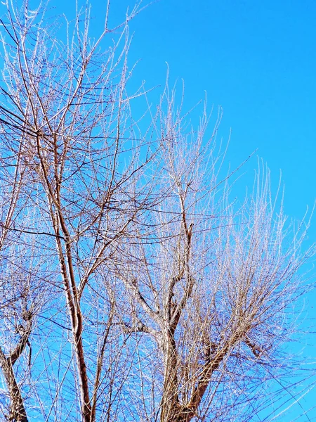 Arbres Automne Dans Jardin Parc Forestier — Photo