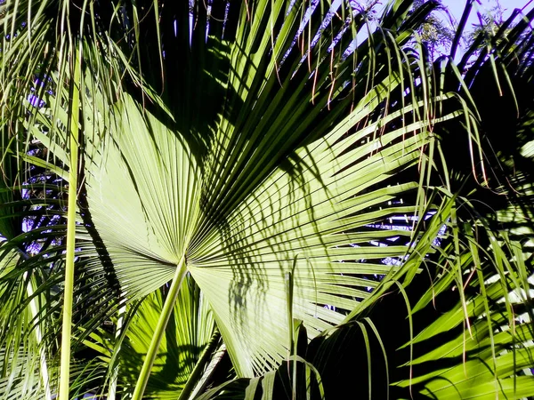 Palmiye Ağacı Dalları Yaprakları Bay Cadiz Andalusia Nun Başşehri Ile — Stok fotoğraf