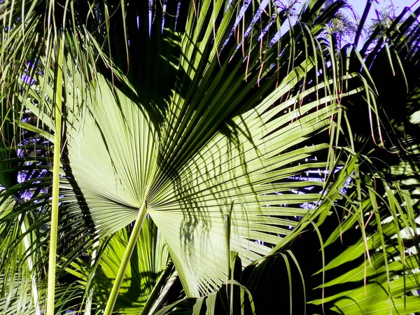 Palmträd Med Grenar Och Blad Fjärden Huvudstaden Cádiz Andalusien Spanien — Stockfoto