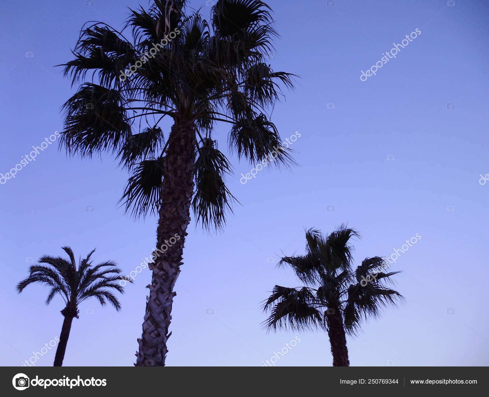 Palmeira Com Ramos Folhas Baia Capital Cadiz Andaluzia Espanha Europa Stock Photo C Josecarrasco 250769344