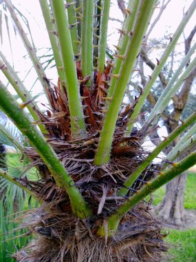 Palmiye ağacı dalları ve yaprakları Bay Cadiz, Andalusia'nun başşehri ile. İspanya. Europe