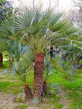 Palmiye ağacı dalları ve yaprakları Bay Cadiz, Andalusia'nun başşehri ile. İspanya. Europe