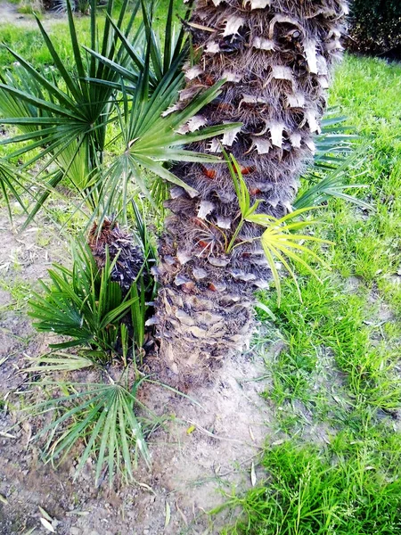 Palmboom Met Takken Bladeren Baai Van Hoofdstad Van Cadiz Andalusië — Stockfoto