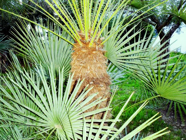 Palmera Con Ramas Hojas Bahía Capital Cádiz Andalucía España Europa — Foto de Stock