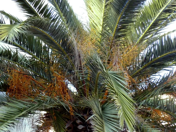 Palmboom Met Takken Bladeren Baai Van Hoofdstad Van Cadiz Andalusië — Stockfoto