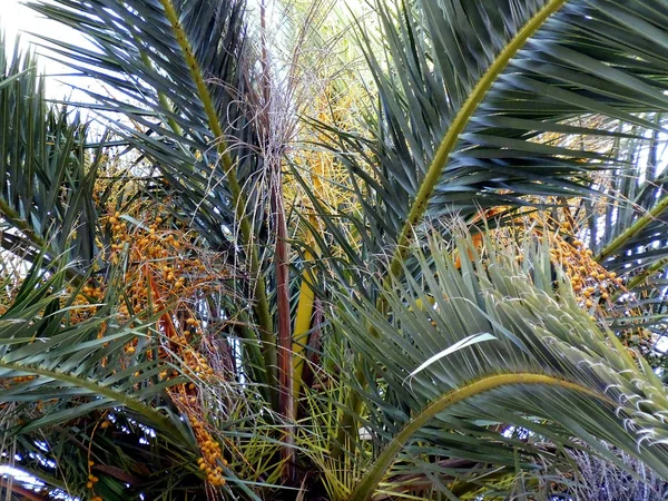 Palmboom Met Takken Bladeren Baai Van Hoofdstad Van Cadiz Andalusië — Stockfoto