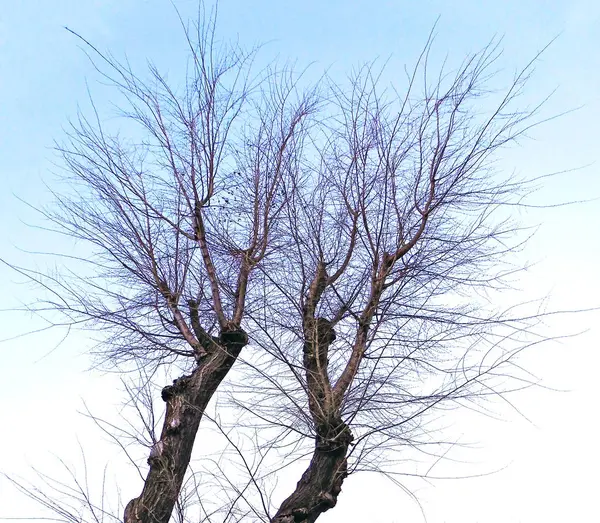 Arbres Automne Dans Jardin Parc Forestier — Photo