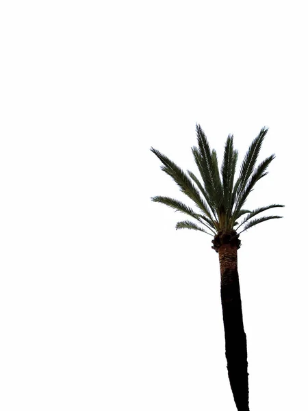 Palmera Con Ramas Hojas Bahía Capital Cádiz Andalucía España Europa —  Fotos de Stock