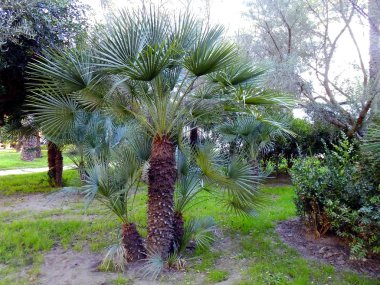 Palmiye ağacı dalları ve yaprakları Bay Cadiz, Andalusia'nun başşehri ile. İspanya. Europe