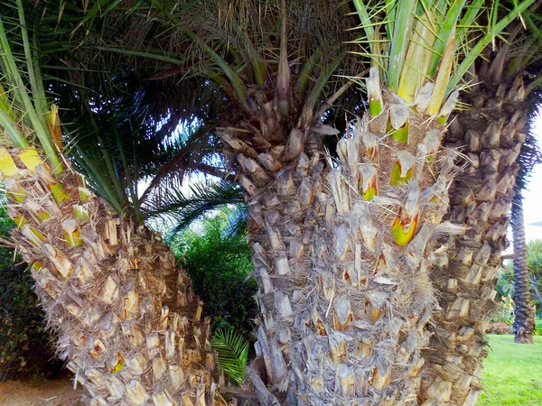 Palme Mit Zweigen Und Blättern Der Bucht Der Andalusischen Hauptstadt — Stockfoto