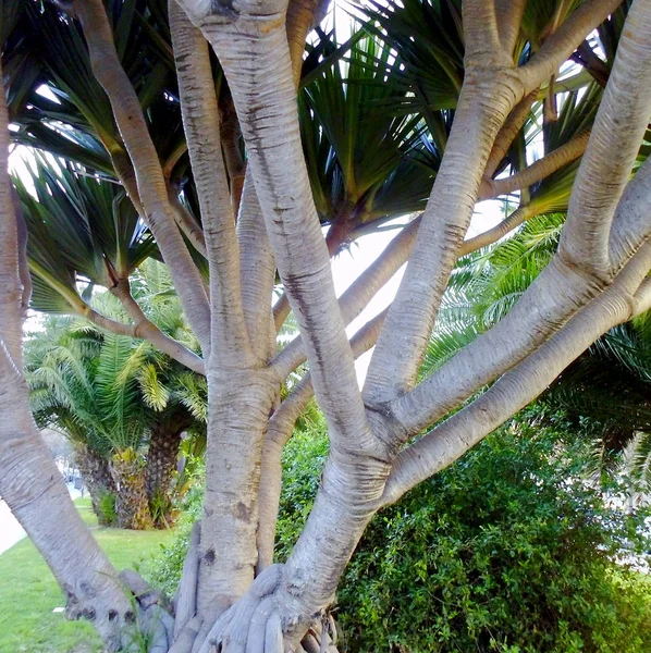 Cactus Dans Jardin Parc — Photo