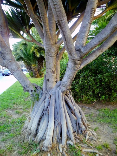 Cactus Dans Jardin Parc — Photo