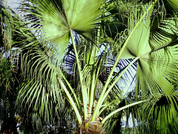Palme Mit Zweigen Und Blättern Der Bucht Der Andalusischen Hauptstadt — Stockfoto