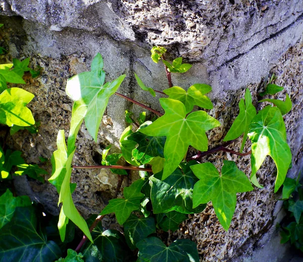 Hedera Yaygın Olarak Adlandırılan Sarmaşık Aile Araliaceae Bir Cins — Stok fotoğraf