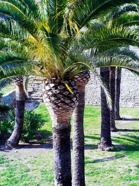 Pálmafa Ágak Levelek Cadiz Andalúzia Fővárosa Öbölben Spanyolország Európa — Stock Fotó