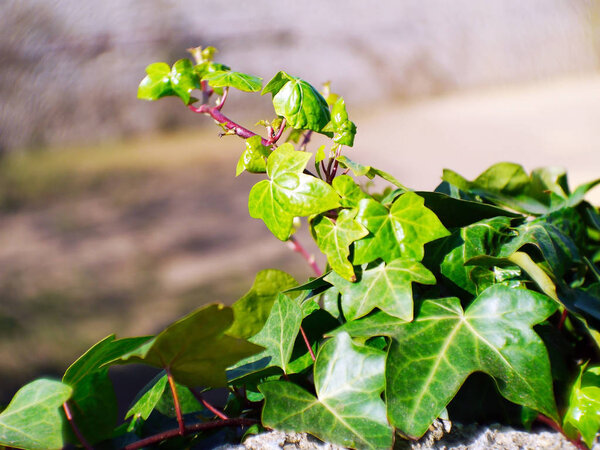 Hedera, commonly called ivy, is a genus of the family Araliaceae.
