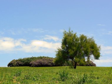 Gijon, Asturias sahilinde yeşil alan. İspanya. Avrupa