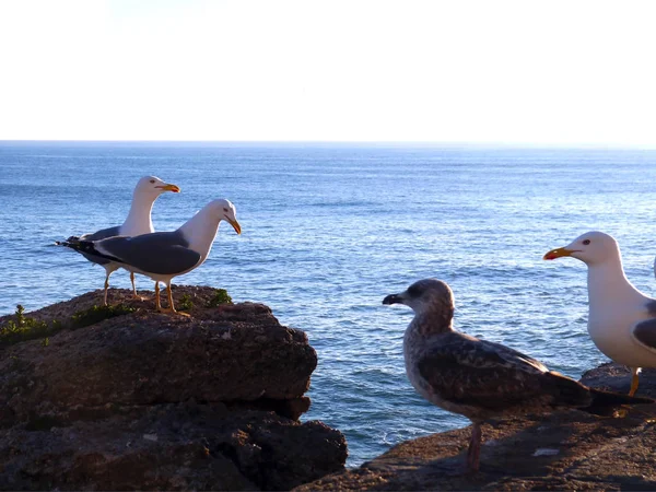 Seagull Bay Cdiz Andalusia Spain Europe — Stock Photo, Image