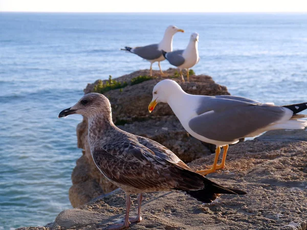 Seagull Bay Cdiz Andalusia Spain Europe — Stock Photo, Image