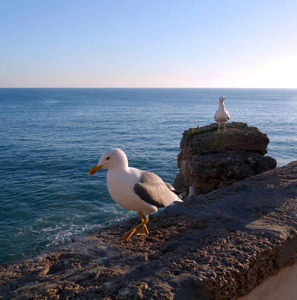 Möwe Der Bucht Von Cdiz Andalusien Spanien Europa — Stockfoto