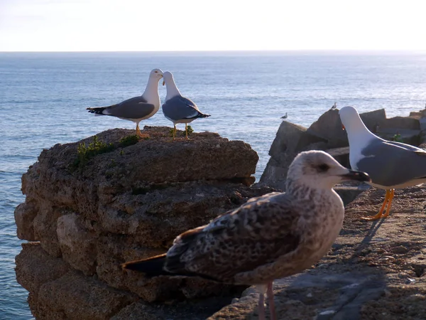 Möwe Der Bucht Von Cdiz Andalusien Spanien Europa — Stockfoto