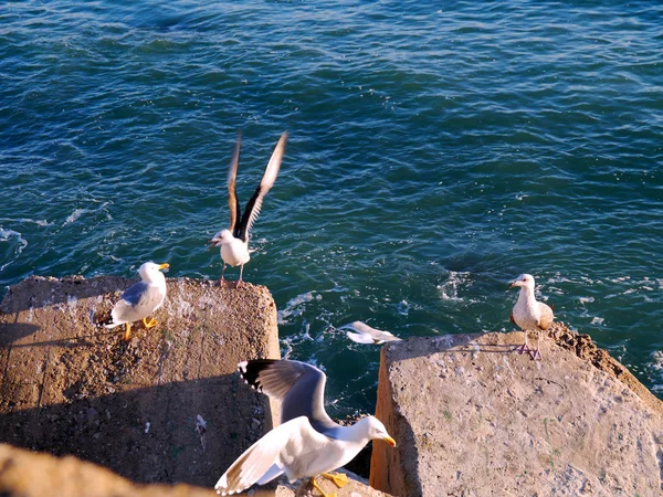 Mouette Dans Baie Cdiz Andalousie Espagne Europe — Photo