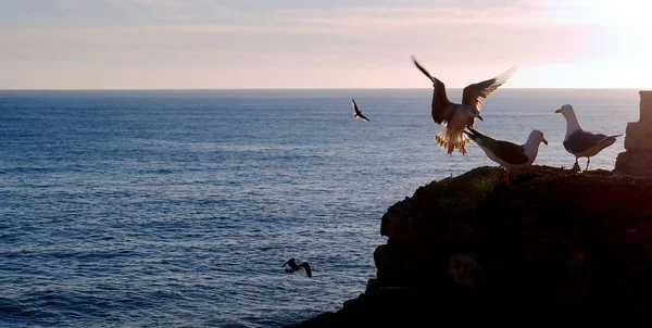 Seagull Bay Cdiz Andalusia Spain Europe — Stock Photo, Image