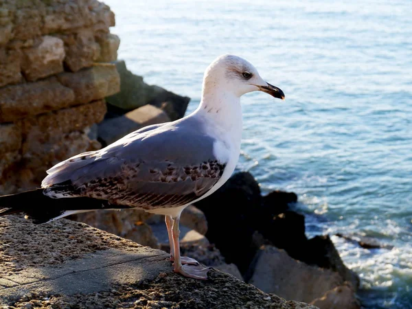 Gaivota Baía Cdiz Andaluzia Espanha Europa — Fotografia de Stock