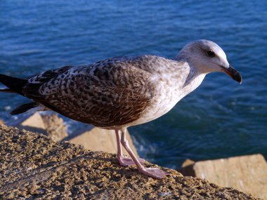 Cdiz, Endülüs Bay martı. İspanya. Europe
