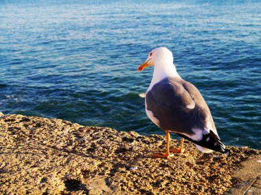 Cdiz, Endülüs Bay martı. İspanya. Europe