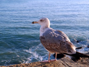 Cdiz, Endülüs Bay martı. İspanya. Europe