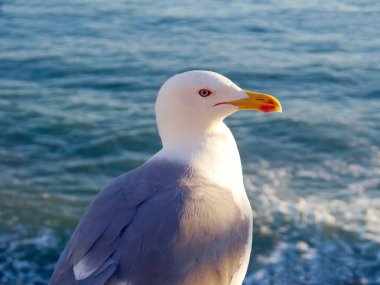 Cdiz, Endülüs Bay martı. İspanya. Europe